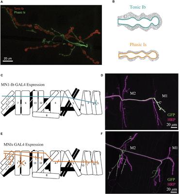 Synaptic Properties and Plasticity Mechanisms of Invertebrate Tonic and Phasic Neurons